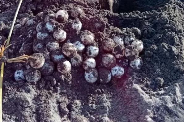 La tortuga marina más grande del mundo regresó a Panamá después de casi una década sin anidar
