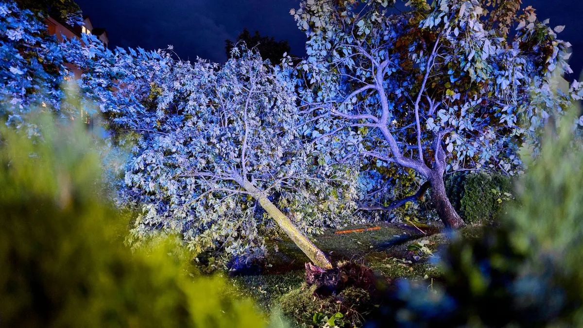 Sturm: Unwetter: Frau in Rheinland-Pfalz von Baum erschlagen