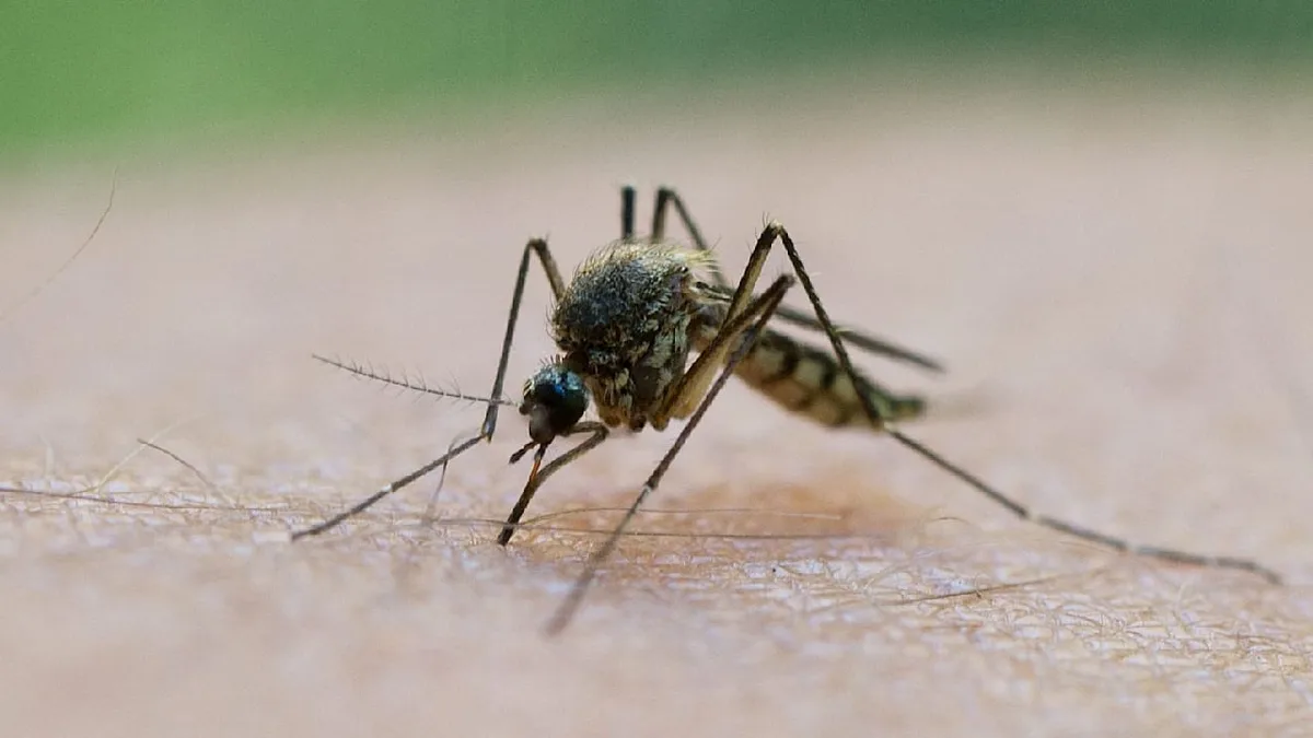 Durch Mücken übertragen - So gefährlich kann Malaria werden