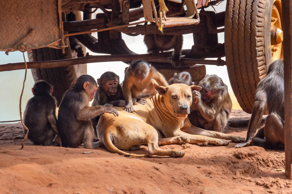 Macacos e outros primatas parecem interagir com alguns bichos como se fossem seus pets