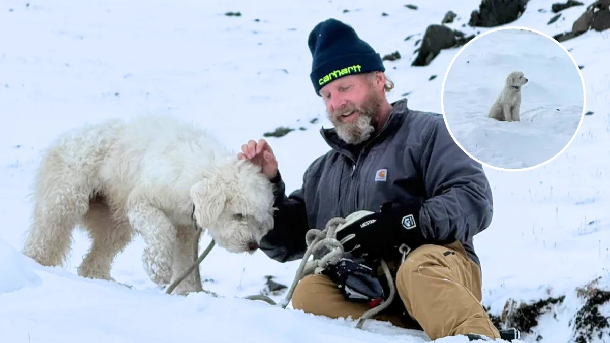 Dog survives 50 hours alone after Alaska avalanche