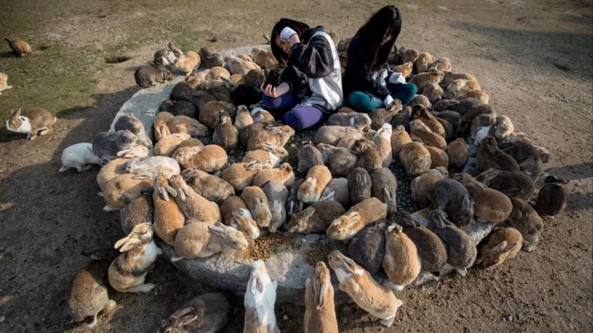 In 1903, rabbits were released on Hawaii’s Laysan Island as a food source; within a decade...