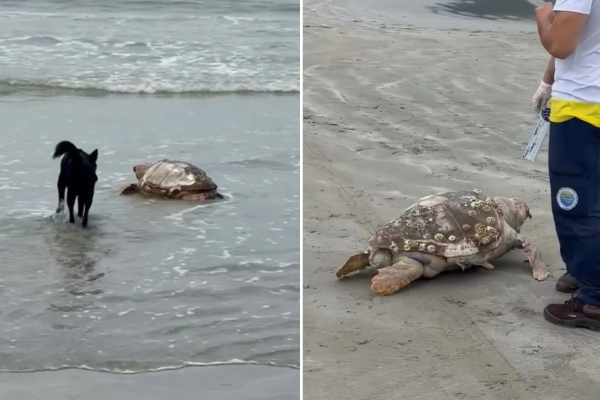 Tartaruga-cabeçuda é encontrada morta em praia de SP; VÍDEO