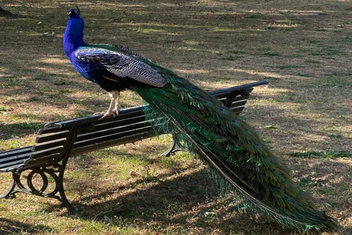 Leyendas, mitos y curiosidades de los pavos reales que lucían su plumaje en las antiguas estancias