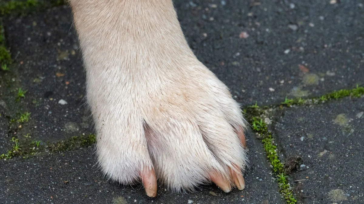 Unfall mit Tier: Hund wird von Auto überfahren und stirbt