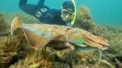 Australia usually hosts the world's biggest cuttlefish mating event - not this year