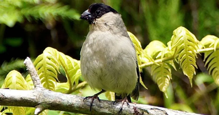 Priolo mantém população estável de cerca de 1000 aves
