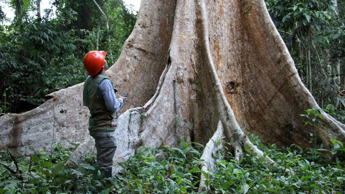 Más de S/ 92 millones para el sector forestal: ¿a qué proyectos y regiones se destinan los recursos?