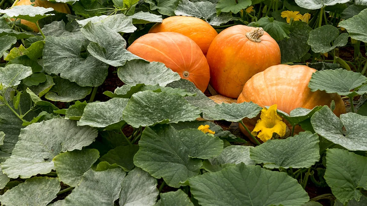 Herbstgemüse - Späte Kürbisblüten abschneiden oder wachsen lassen?