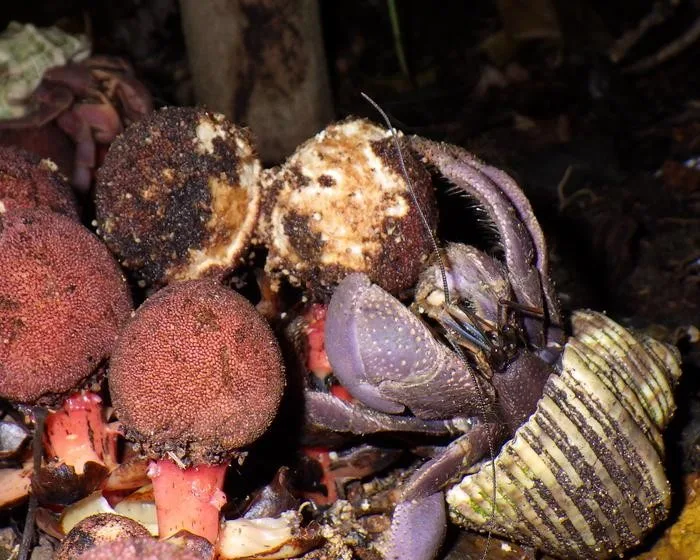 Estranha planta parasita se espalha com ajuda de animal inesperado