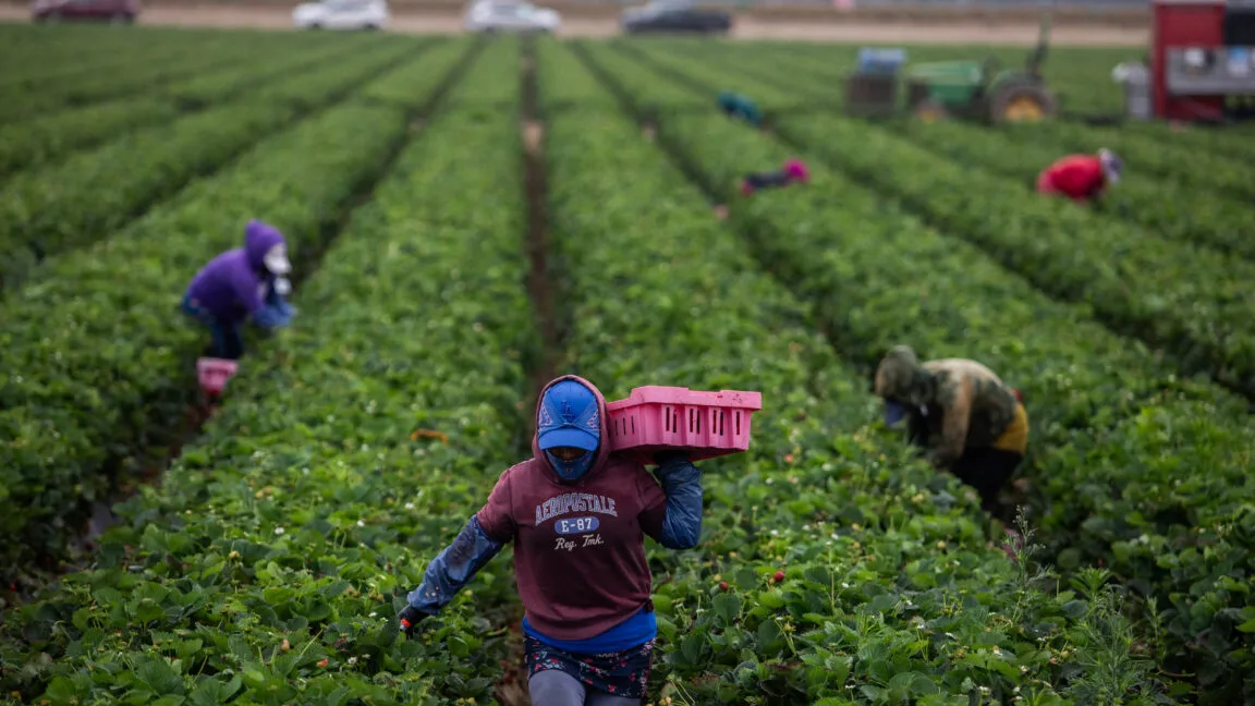 As temperatures get hotter, pesticides are more dangerous to farmworkers