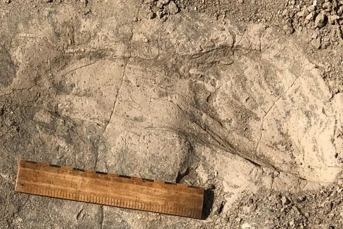 Pegadas de 1,4 milhão de anos mostram parente humano mais alto que esperado