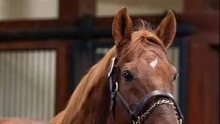 Louden, el hijo de Gun Runner criado por Godolphin que hará su estreno en Nueva York