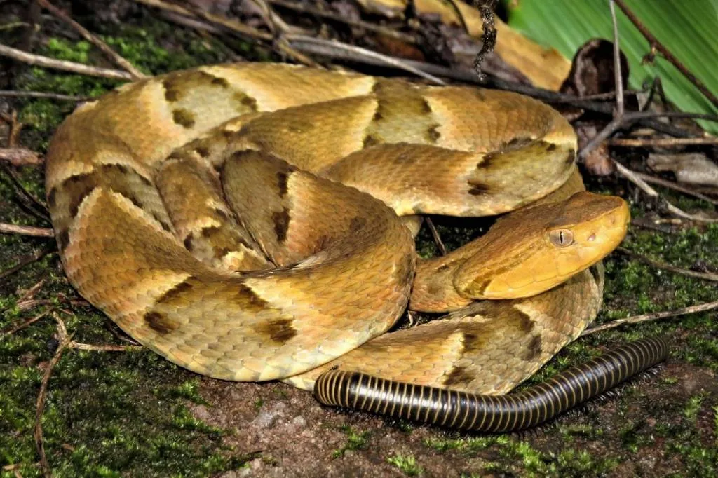 Estudo desvenda evolu��o de truque de cobras para atrair presas