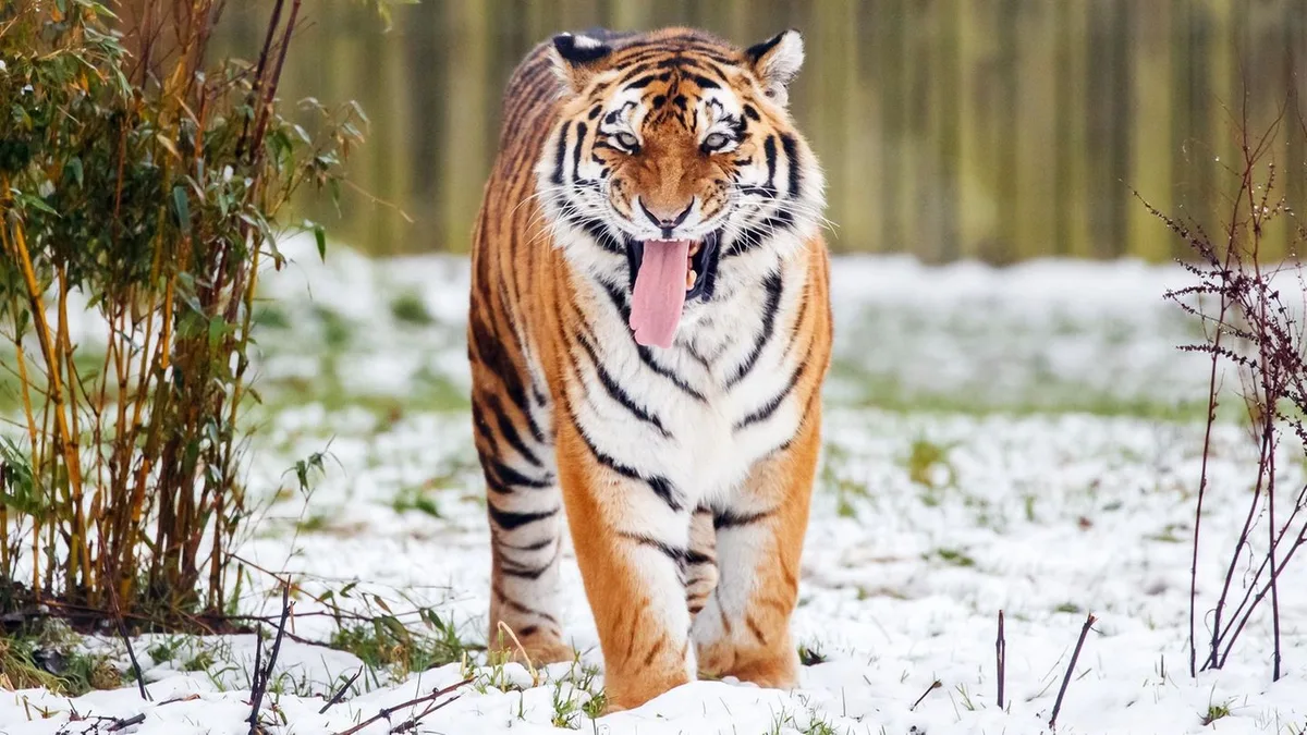 Großbritannien: Mann totgebissen: Tiger im englischen Gehege wird nicht eingeschläfert
