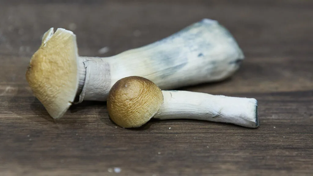 Dans la Sierra Mazateca au Mexique, les champignons hallucinogènes entre tradition ancestrale et espoirs scientifiques