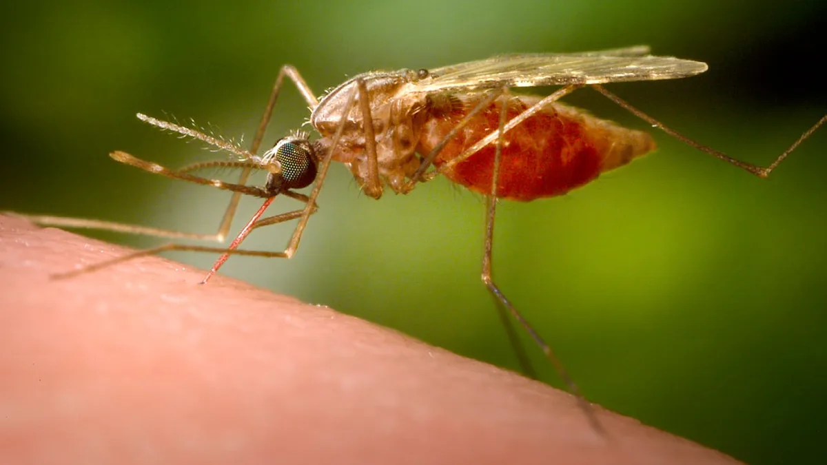 Tote am Airport Frankfurt - Wie lange überlebt eine Malaria-Mücke am Flughafen?