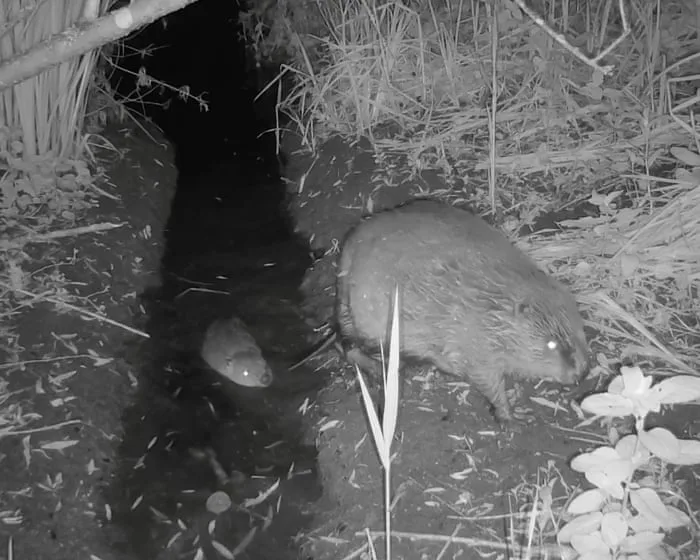 Wild beaver kits born in Norfolk for first time in more than 500 years