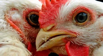 Japão levanta restrições à importação de aves de Portugal