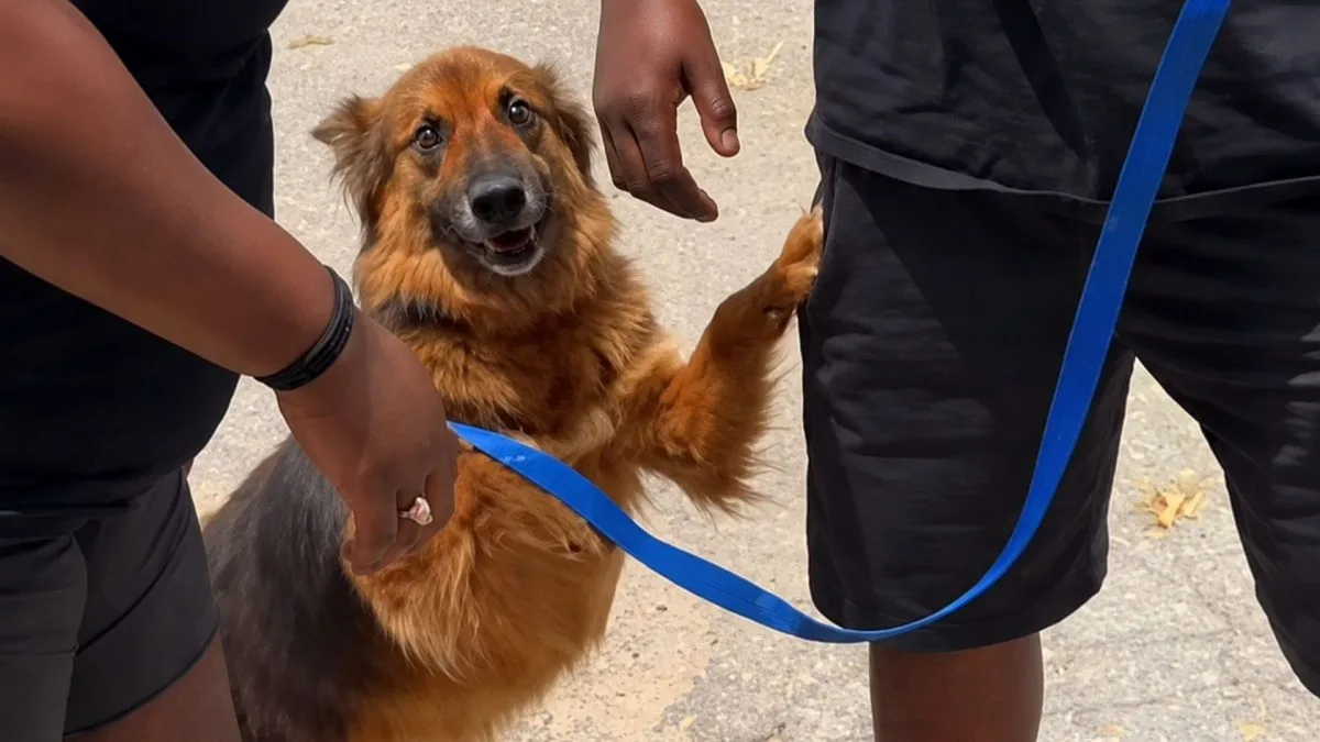 Cachorra desaparecida há quase 1 ano sobrevive sozinha e evita qualquer contato, até que é levada a um abrigo e uma descoberta muda seu destino, pois microchip revelou quem são seus donos