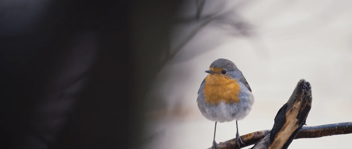 Oldenburg Fest to Open With Wordless Elbe Island Doc ‘Strange Neighbors’