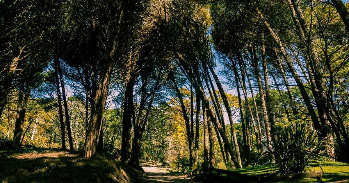 Qué es un "Baño de bosque" y por qué puede ayudar a la salud física y mental