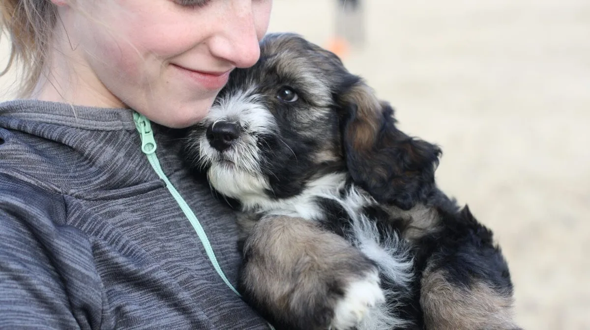Un estudio revela qué emociones humanas pueden distinguir los perros al mirar una cara