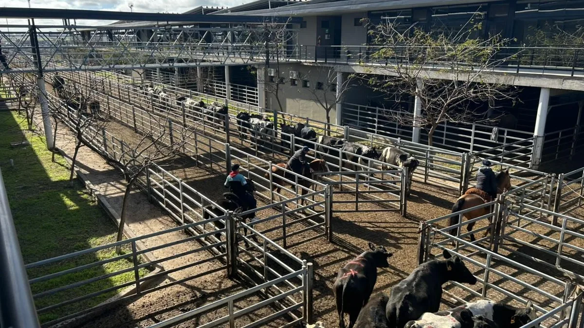 Vacunos: comienzo de semana con subas en el Mercado Agroganadero de Cañuelas