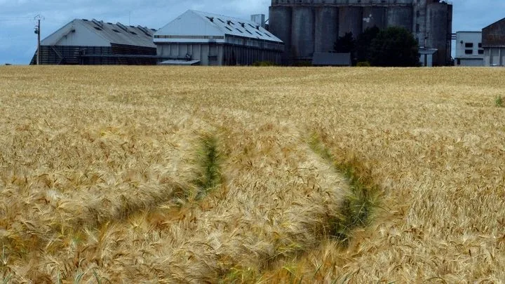 Coopératives agricoles : la course à l'agrandissement