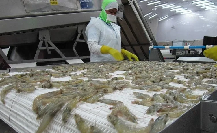 Sequía obliga al cierre de 214 fincas camaroneras y reduce la producción en Honduras