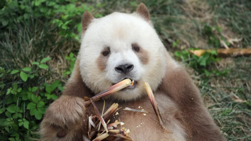 VIRAL: Qizai, un oso panda que está dando de qué hablar en redes sociales por sus particulares colores