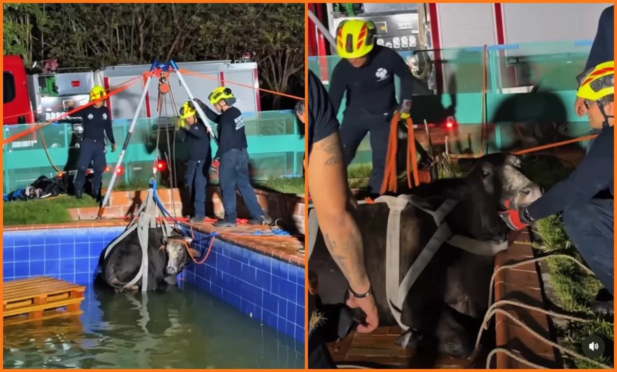 Vaca embarazada cayó accidentalmente en una piscina en Bucaramanga: Bomberos tuvieron que usar maquinaria pesada para rescatarla