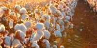 Setor de árvores cultivadas exporta US$ 7,5 bilhões no primeiro semestre