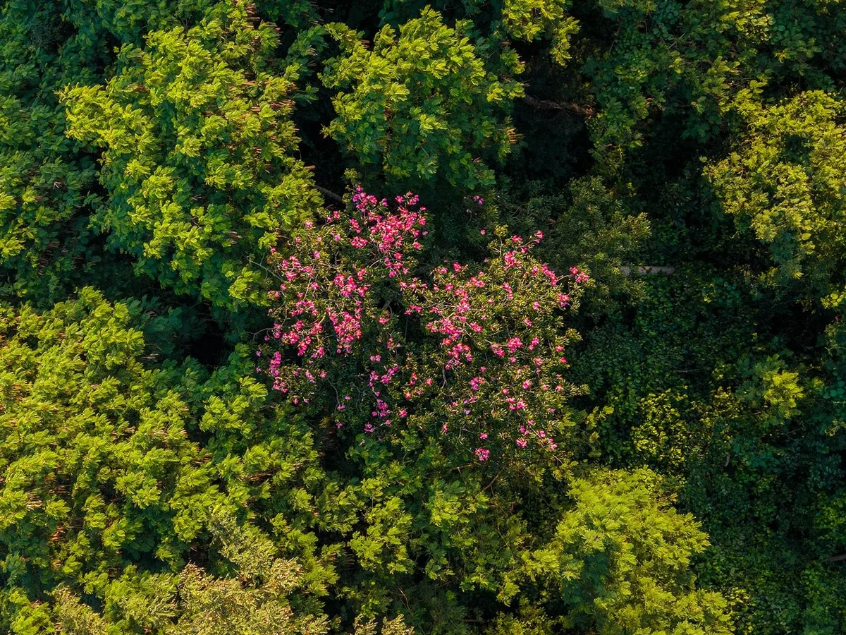 Estudo da USP mostra que regeneração natural é o maior remédio contra espécies invasoras