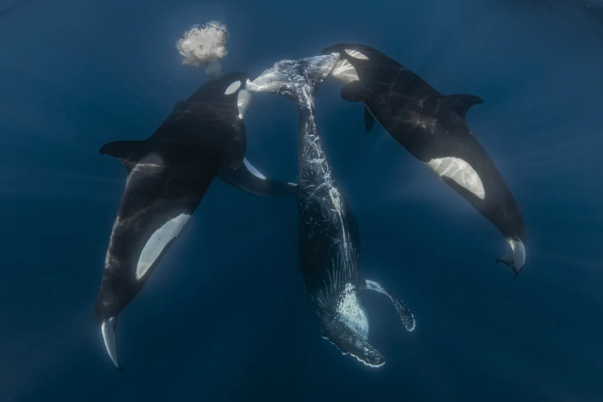 Concurso premia as mais impressionantes fotos marinhas de 2026
