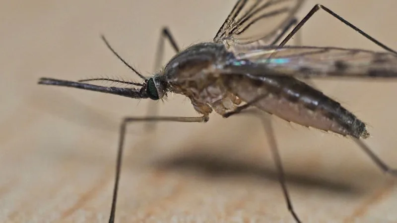 Virus West Nile: trois cas identifiés en Loire-Atlantique, les autorités sanitaires appellent à la vigilance