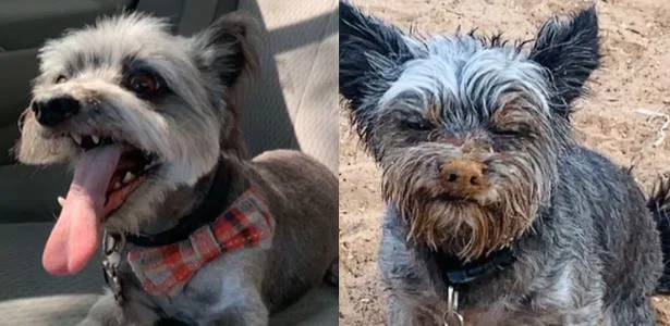 Cão some em pet shop e é achado 4 anos depois em estado chocante