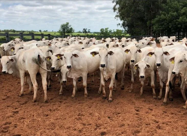 Preços do boi gordo continuam trajetória de alta; veja as cotações