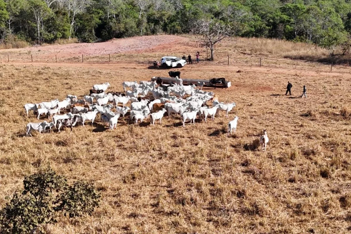 Rebanho de 120 cabeças de gado é apreendido em fazenda suspeita de esconder animais furtados em MT