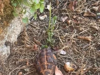 De retour chez elle, elle trouve une grenade de la Seconde Guerre mondiale posée dans le jardin