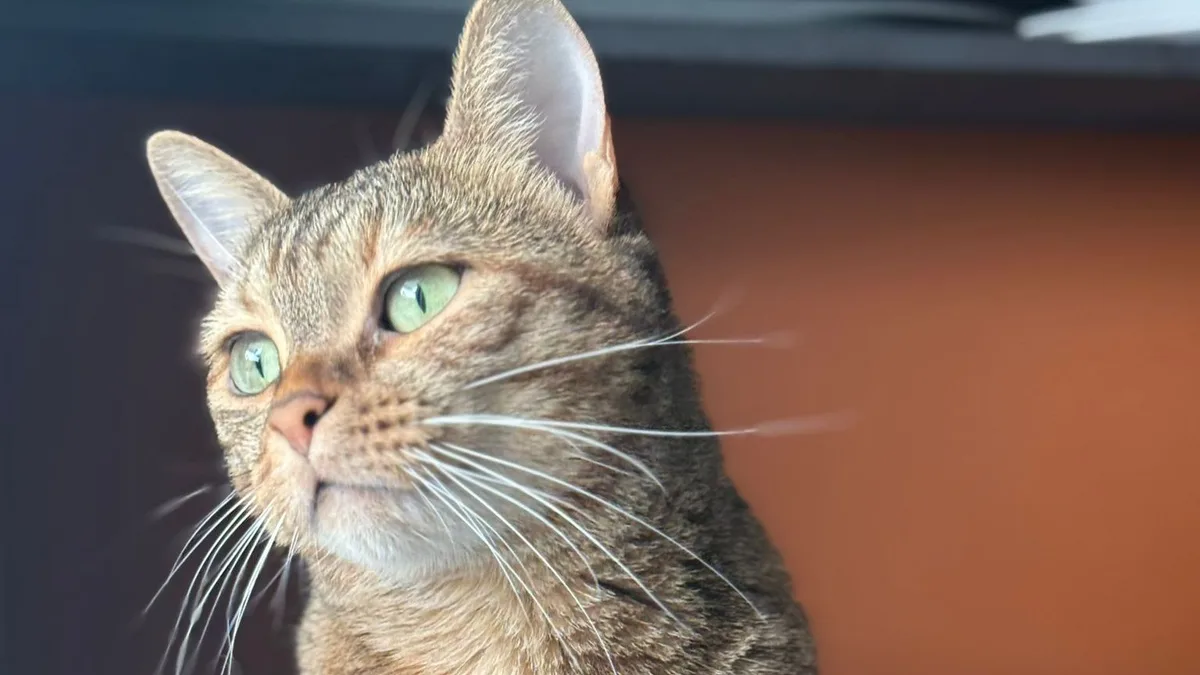 Los veterinarios coinciden: la memoria de los gatos está determinada por la frecuencia con la que salen a la calle