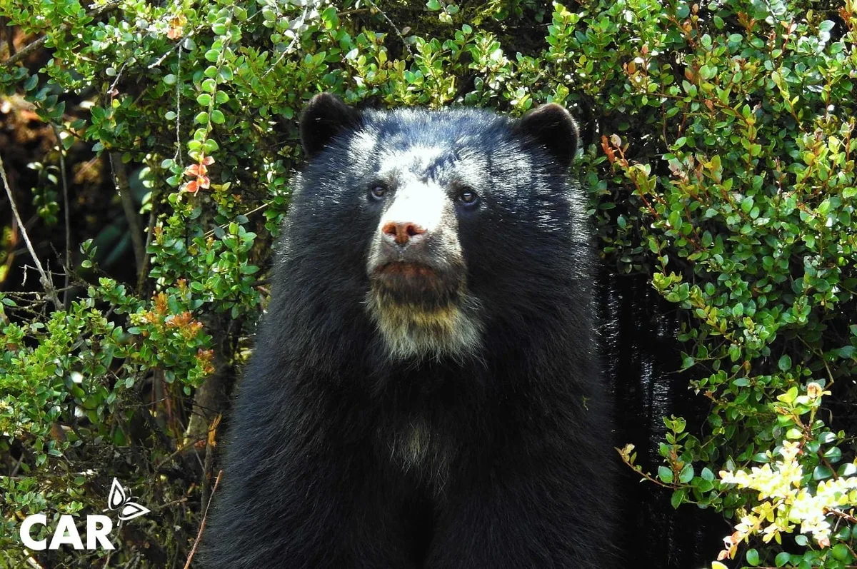 Cámaras trampa captaron por primera vez a un oso andino y su cría en La Calera, cerca a Bogotá