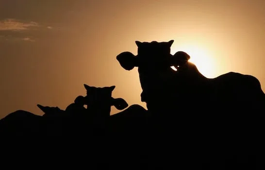 At least 49 people killed in armed cattle raid in South Sudan