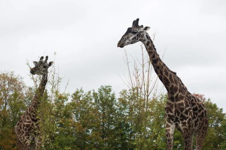 Toronto Zoo sees drop in 2026 visitors due to wildfire smoke, extreme heat
