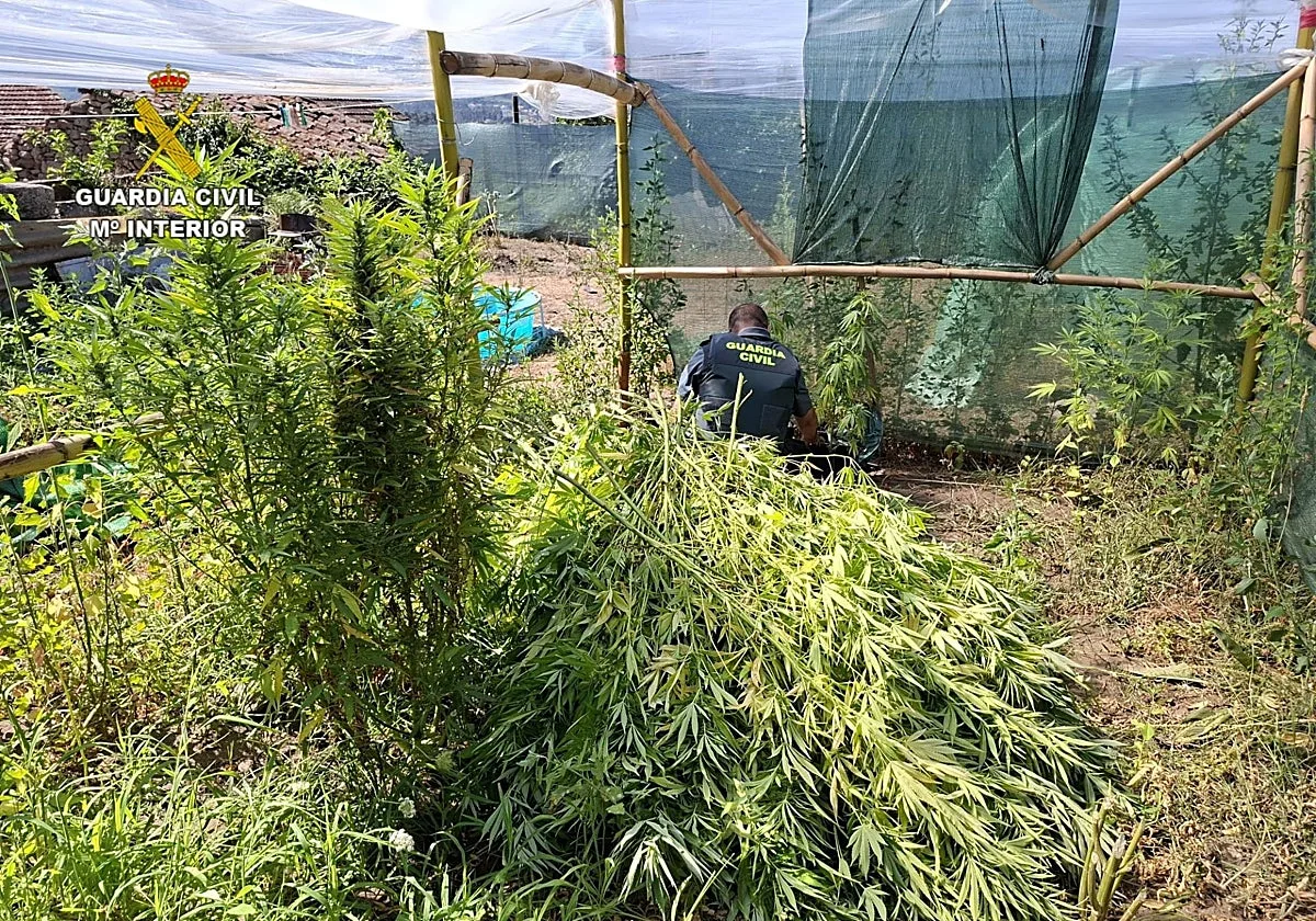 La calle de la marihuana de Arbo: dos plantaciones a pocos metros