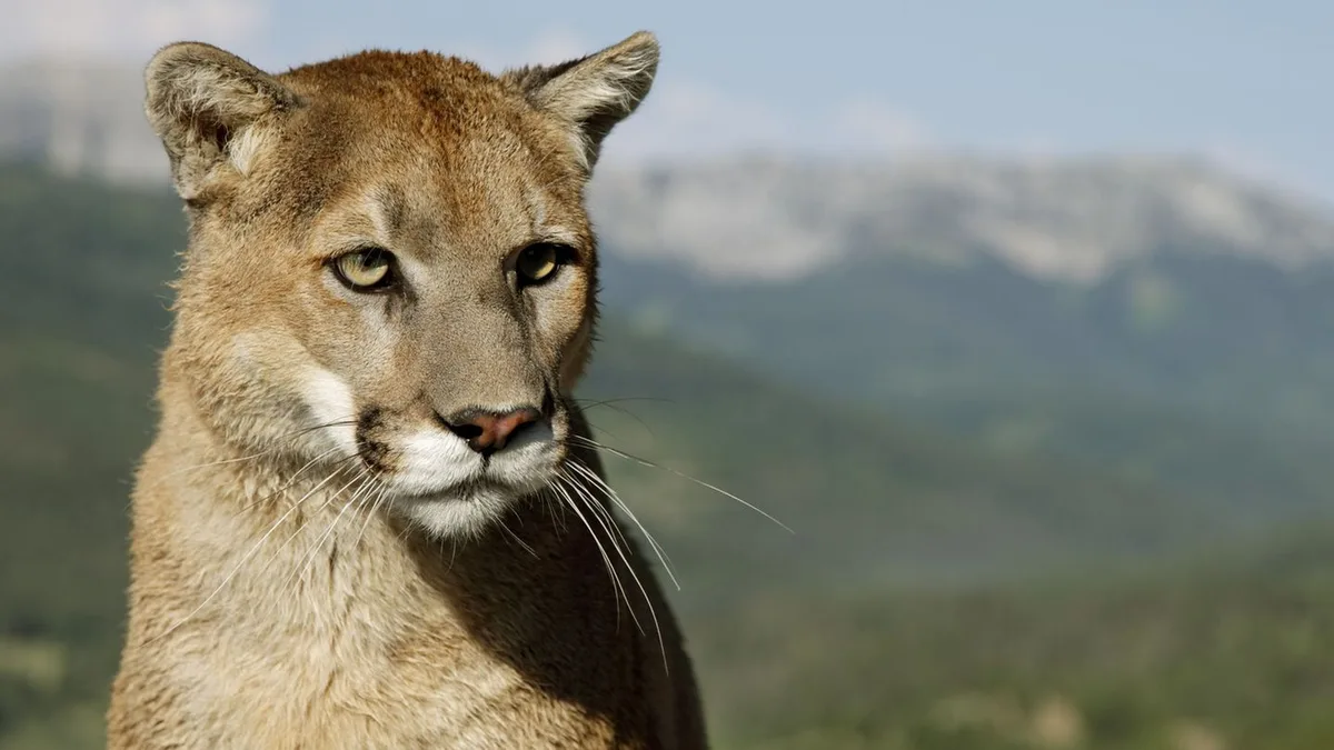 Ein Puma in Oberbayern?: Zoologe: Puma kann 20 Kilometer am Tag zurücklegen