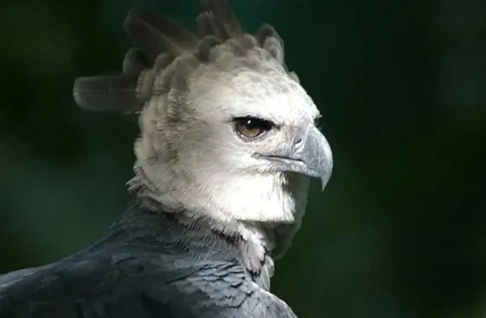 Panameños celebran los 17 años de su ave nacional: el águila harpía llamada Panamá
