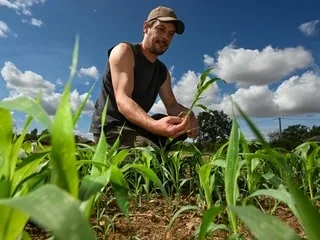 Baisse de production, chute de rendement…Sécheresse et fortes chaleurs ont souffrir les agriculteurs du Maine-et-Loire