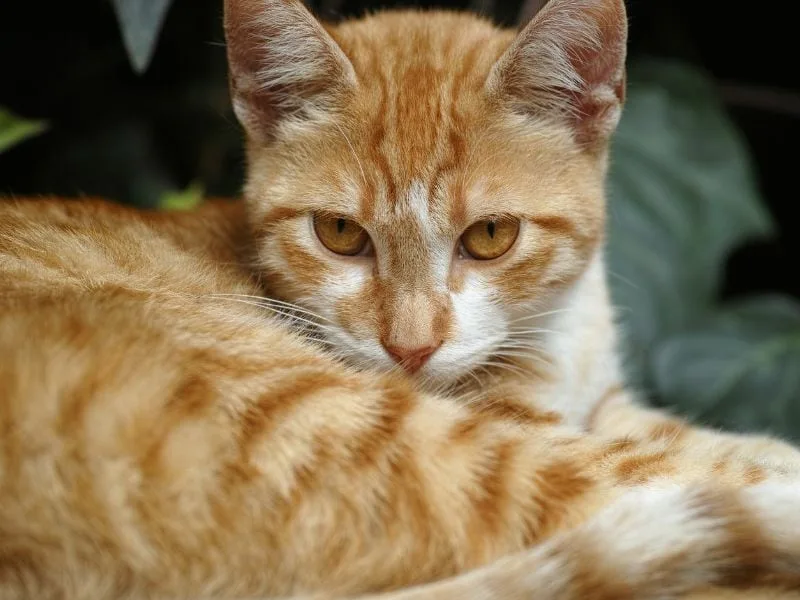 Manuel Manzano, veterinario: “Cuando un gato se acerca y frota su cabeza contra vos, no te está pidiendo caricias intensas”