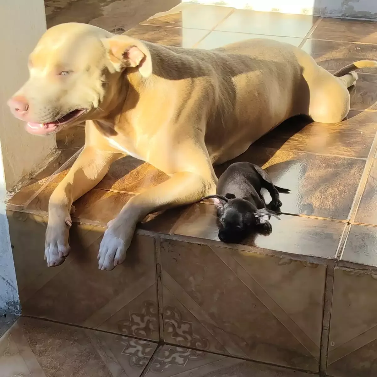 Amizade inusitada: pinscher e pitbull fogem juntas na região do Aero Rancho